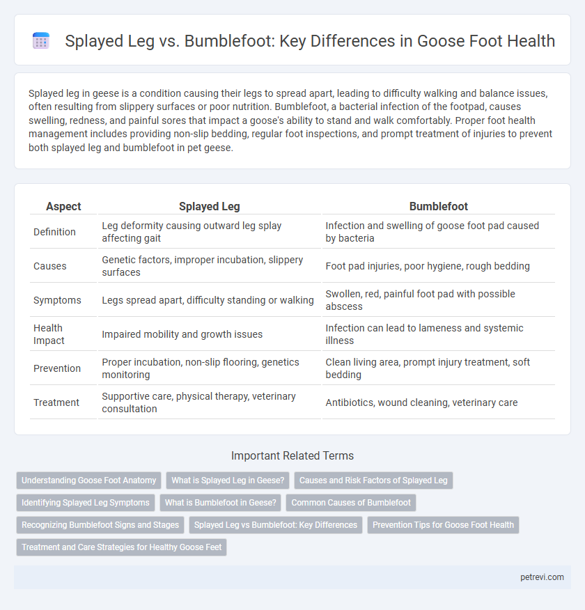 Splayed Leg vs. Bumblefoot: Key Differences in Goose Foot Health