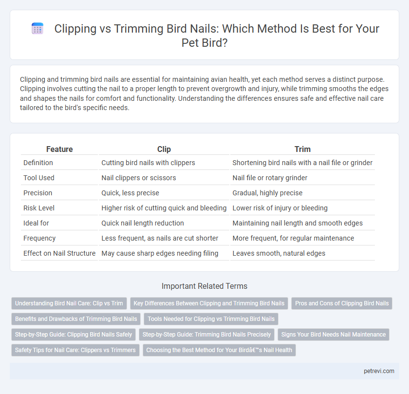Clipping vs Trimming Bird Nails: Which Method Is Best for Your Pet Bird?