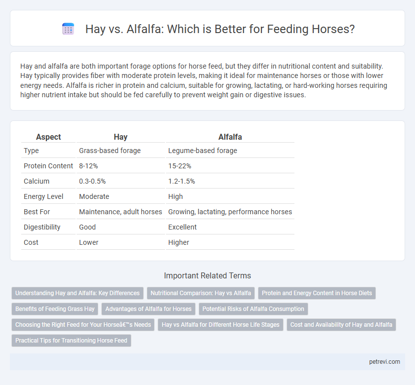 Hay vs. Alfalfa: Which is Better for Feeding Horses?
