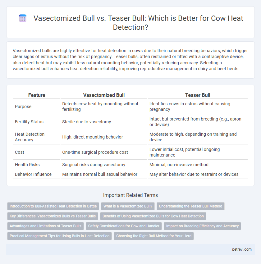 Vasectomized Bull vs. Teaser Bull: Which is Better for Cow Heat Detection?
