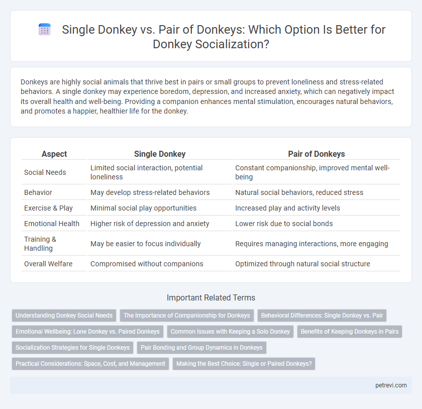 Single Donkey vs. Pair of Donkeys: Which Option Is Better for Donkey Socialization?