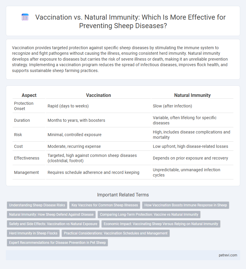 Vaccination vs. Natural Immunity: Which Is More Effective for Preventing Sheep Diseases?