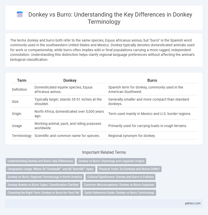 Donkey vs Burro: Understanding the Key Differences in Donkey Terminology