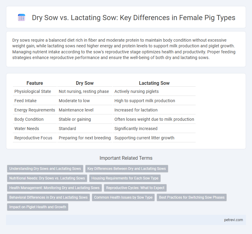 Dry Sow vs. Lactating Sow: Key Differences in Female Pig Types