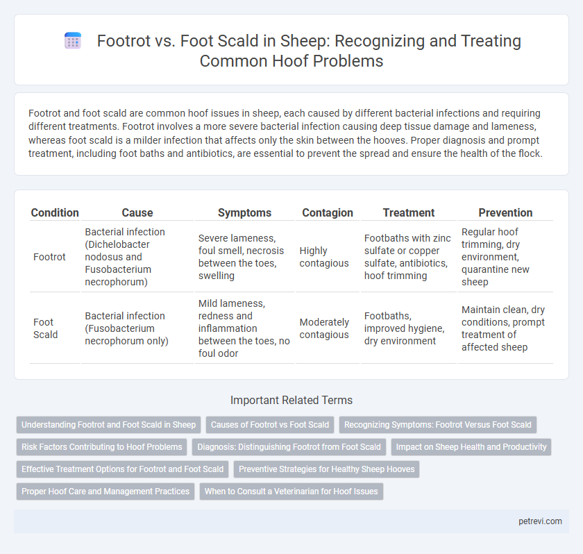 Footrot vs. Foot Scald in Sheep: Recognizing and Treating Common Hoof Problems