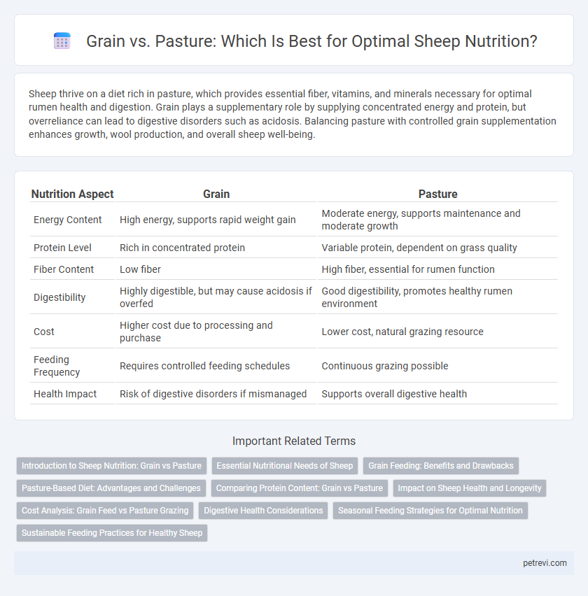 Grain vs. Pasture: Which Is Best for Optimal Sheep Nutrition?