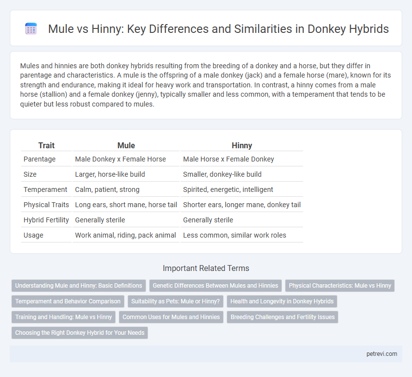 Mule vs Hinny: Key Differences and Similarities in Donkey Hybrids