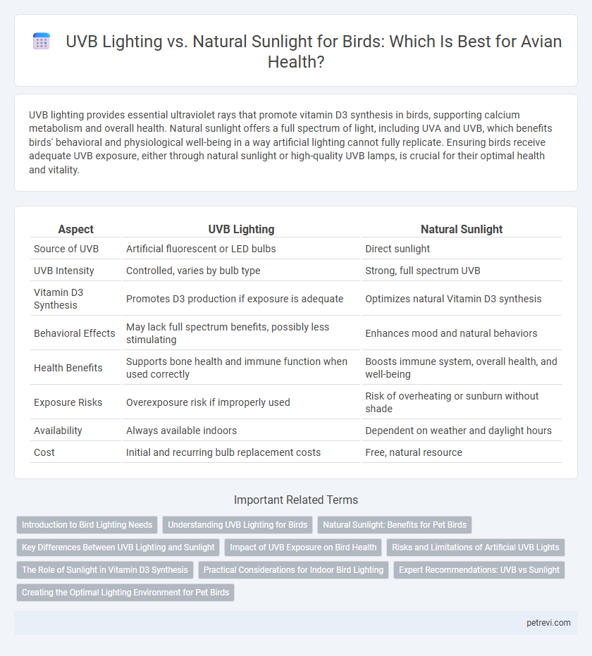 UVB Lighting vs. Natural Sunlight for Birds: Which Is Best for Avian Health?