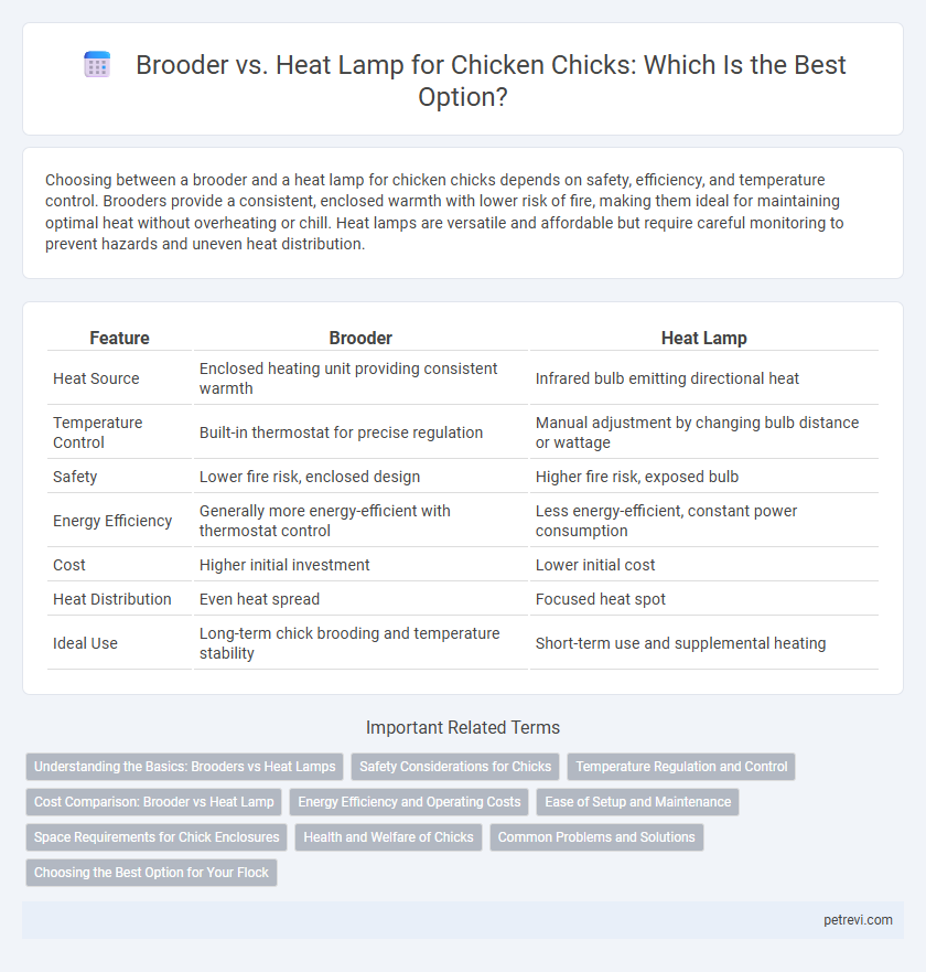 Brooder vs. Heat Lamp for Chicken Chicks: Which Is the Best Option?