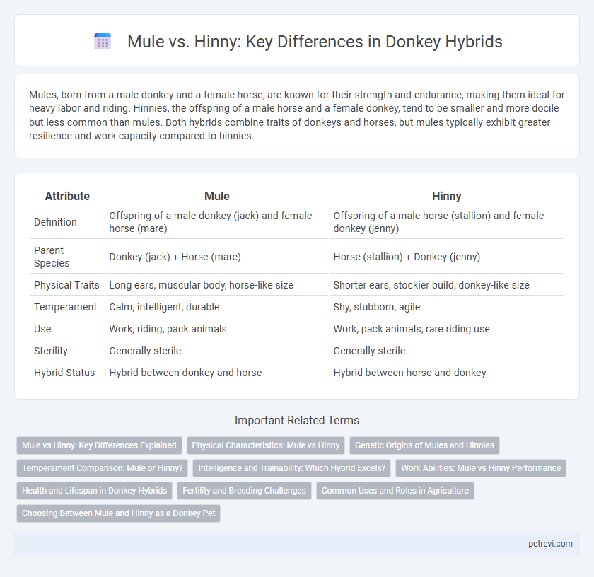 Mule vs. Hinny: Key Differences in Donkey Hybrids