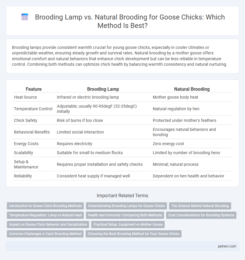 Brooding Lamp vs. Natural Brooding for Goose Chicks: Which Method Is Best?