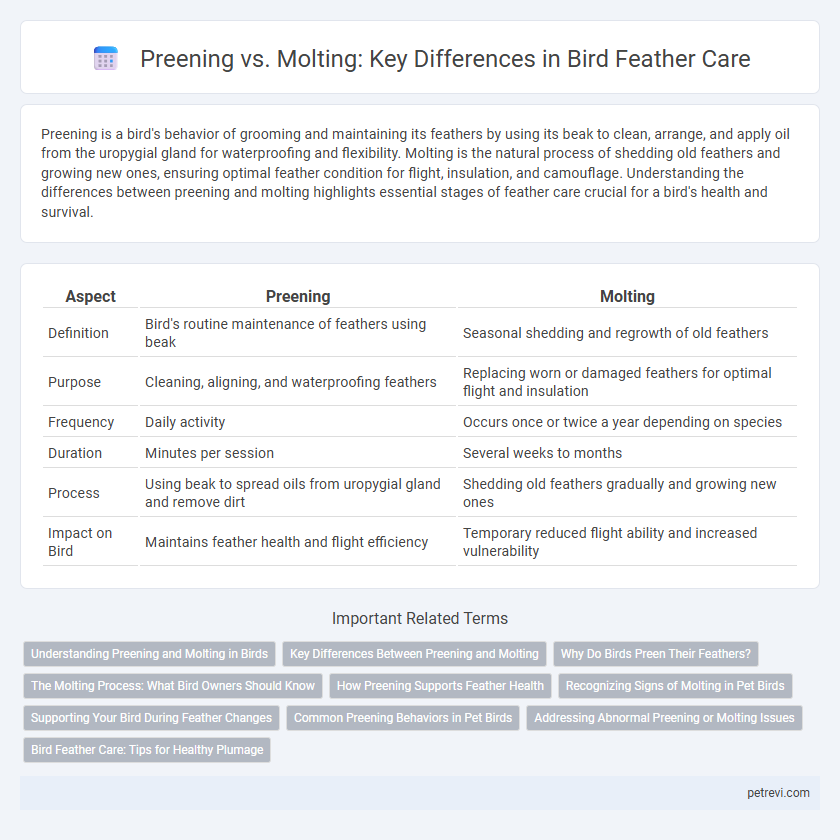 Preening vs. Molting: Key Differences in Bird Feather Care