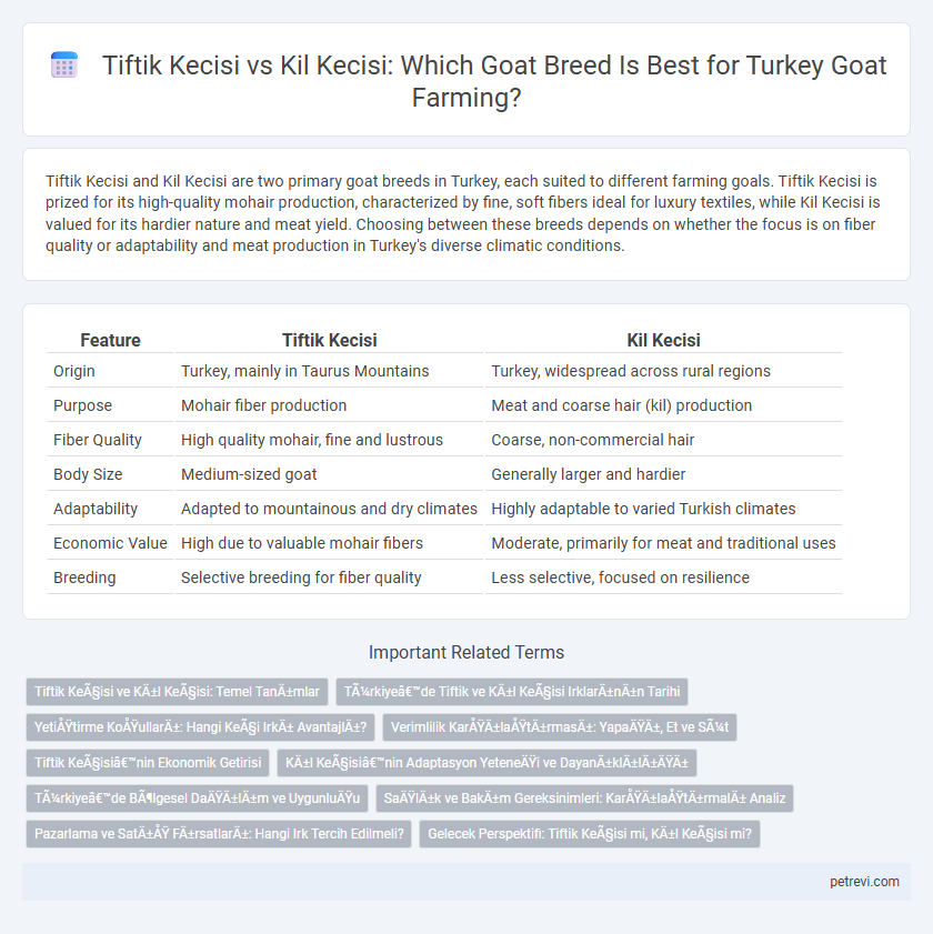 Tiftik Kecisi vs Kil Kecisi: Which Goat Breed Is Best for Turkey Goat Farming?